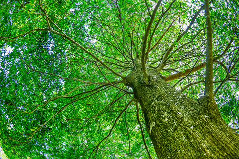 緑豊かな自然のイメージ画像